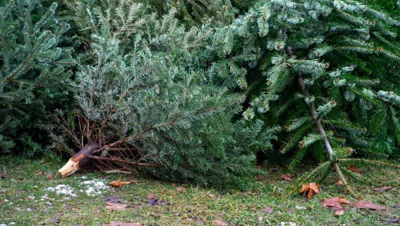 Unde poți arunca bradul natural după ce l-ai despodobit. Amenzi uriașe pentru cei care nu respectă regulile