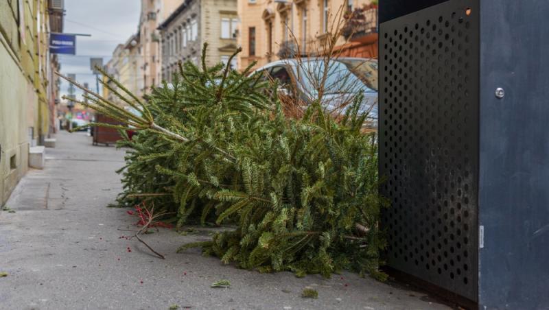 Unde poți arunca bradul natural după ce l-ai despodobit. Amenzi uriașe pentru cei care nu respectă regulile