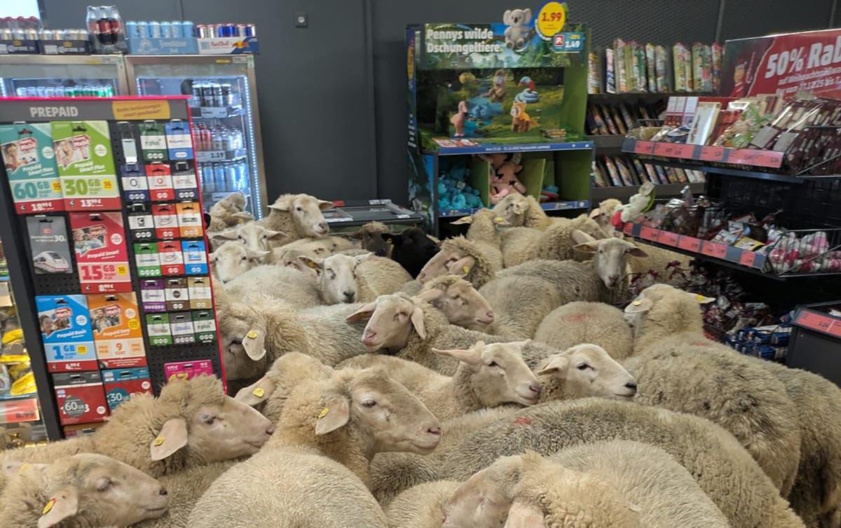 O turmă de 50 de oi a ajuns &icirc;ntr-un supermarket. Cum arăta magazinul după 20 de minute de &bdquo;cumpărături&rdquo;