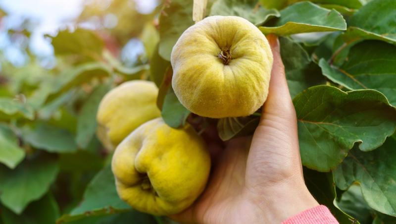 Dulceață de gutui ca pe vremea bunicii. Secretul pentru o culoare rubinie și bucăți de fruct care nu se sfărâmă