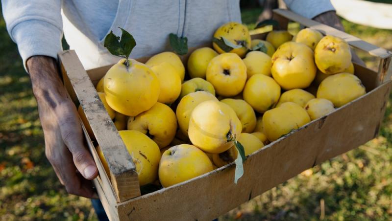 Dulceață de gutui ca pe vremea bunicii. Secretul pentru o culoare rubinie și bucăți de fruct care nu se sfărâmă