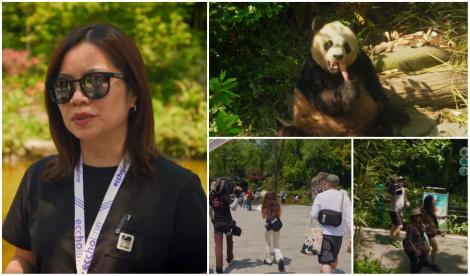 Ce obstacole a &icirc;nt&acirc;mpinat echipa Asia Express pentru a filma urșii panda &icirc;n China. Li s-a spus că este imposibil, dar au reușit