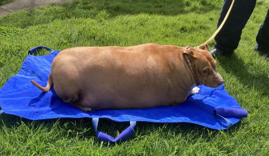 Și-a hrănit c&acirc;inele cu p&acirc;nă la 10 bucăți de pui pe zi și a ajuns la &icirc;nchisoare! Ce s-a &icirc;nt&acirc;mplat cu animalul
