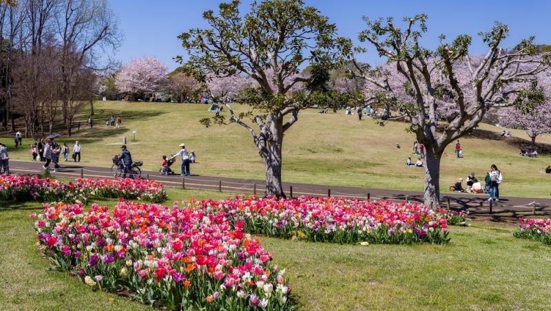 Cât a costat-o pe o româncă o vacanță de 15 zile în Japonia. Suma pentru zbor, cazare și experiențele din Tokyo, Kyoto și Osaka