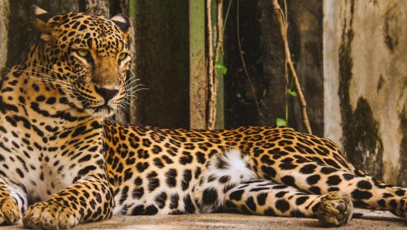 Leopard la zoo