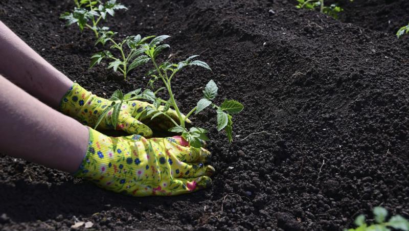 imagine cu mainile unui fermier plantand o planta in pamant