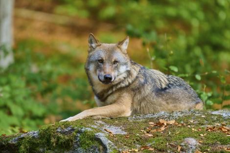 Incident grav la o grădină zoologică din Germania! O fetiță de 8 ani, atacată de lupi. &Icirc;n ce stare se află copila