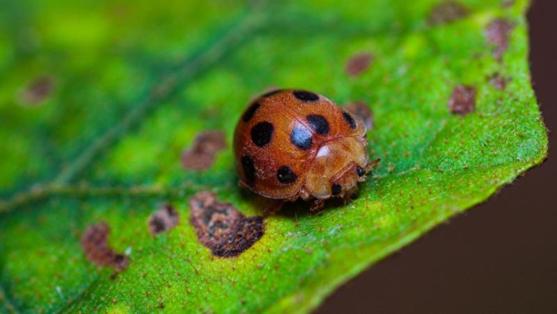 Au adus această insectă ca să scape de dăunători, dar planul s-a &icirc;ntors &icirc;mpotriva lor. Acum e o specie invazivă greu de controlat