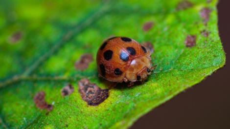 Au adus această insectă ca să scape de dăunători, dar planul s-a &icirc;ntors &icirc;mpotriva lor. Acum e o specie invazivă greu de controlat
