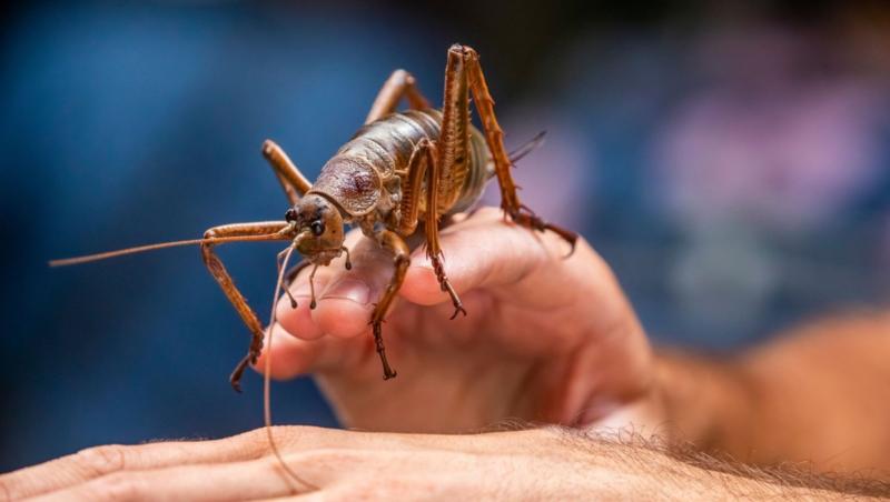 Cea mai grea insectă din lume a fost salvată de la dispariție. Este mai grea dec&acirc;t un șoarece și poate ajunge c&acirc;t palma