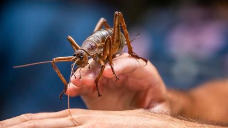 Cea mai grea insectă din lume a fost salvată de la dispariție. C&acirc;ntărește mai mult dec&acirc;t un șoarece și poate ajunge c&acirc;t palma