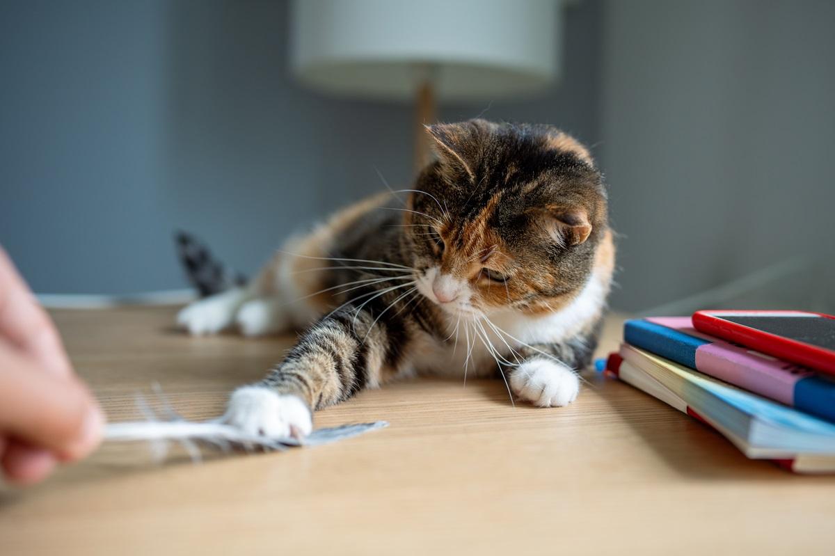 Pisica de la Primăria Capitalei care va &icirc;mpărți biroul cu Ciprian Ciucu. Cum a ajuns Cathy să fie adoptată de primar