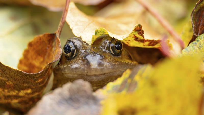 imagine cu o broasca intre frunze