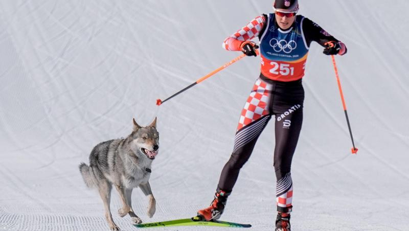 Cainele pe partie cu o sportiva