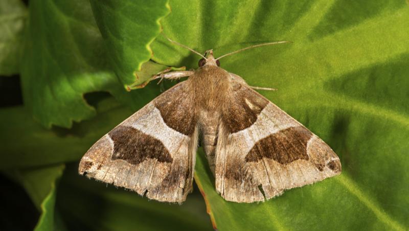 imagine cu fluture pe frunza