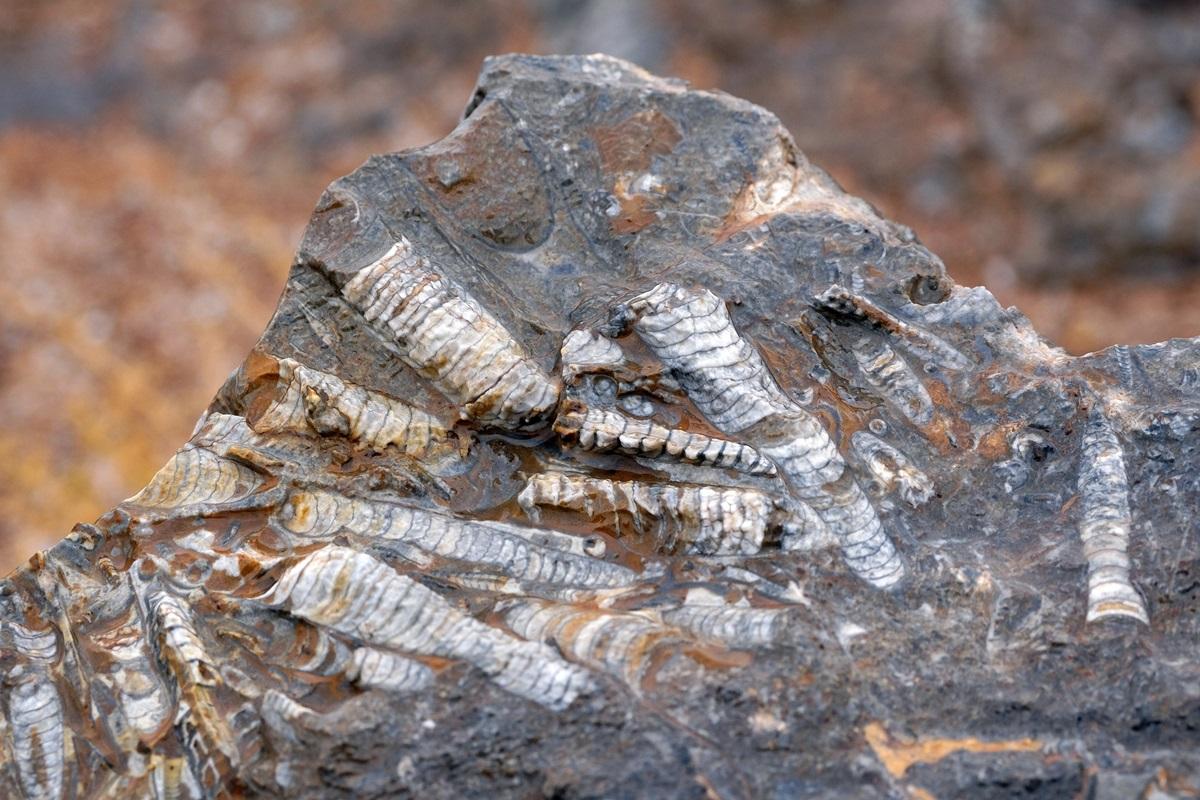 Strămoșul subacvatic al oamenilor cu 4 ochi. Unde a fost descoperit și ce v&acirc;rstă fantastică are