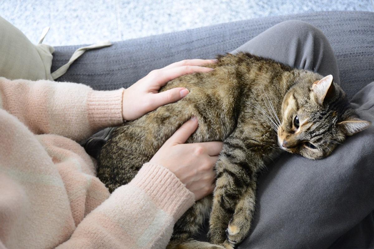 Secretul tratării cancerului ar putea fi ascuns &icirc;n pisici. Cum ar putea ajuta felinele la combaterea bolii