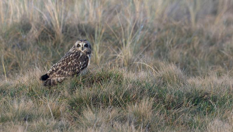 imagine cu bufnita in iarba