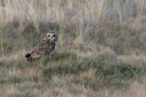 Iluzie optică virală! Privește poza și descoperă unde se află bufnița, de fapt. Pasărea nu e deloc ascunsă. Care e răspunsul