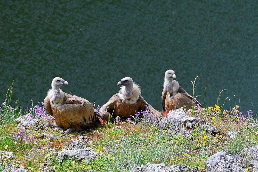 Vulturii s-au &icirc;ntors &icirc;n Rom&acirc;nia după 70 de ani de absență. Unde se află primele exemplare de vulturi suri la noi &icirc;n țară