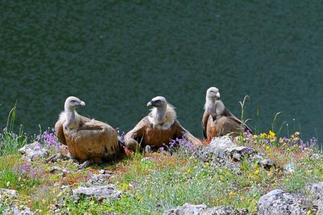 Vulturii s-au &icirc;ntors &icirc;n Rom&acirc;nia după 70 de ani de absență. Unde se află primele exemplare de vulturi suri la noi &icirc;n țară