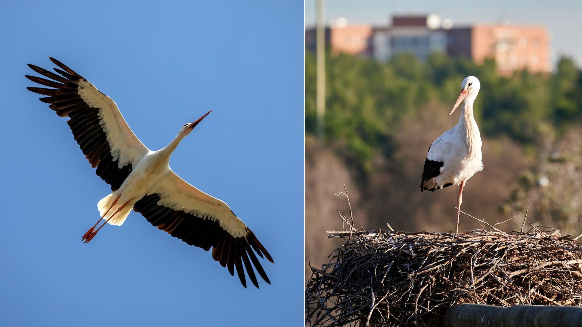 Dovada că a venit primăvara &icirc;n București. Cum au fost surprinse &icirc;n zbor primele berze deasupra orașului