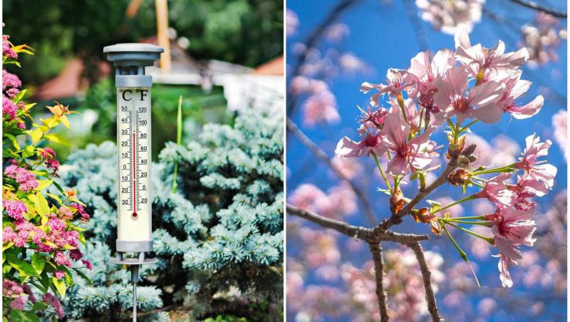 colaj foto cu pomi infloriti si termometru