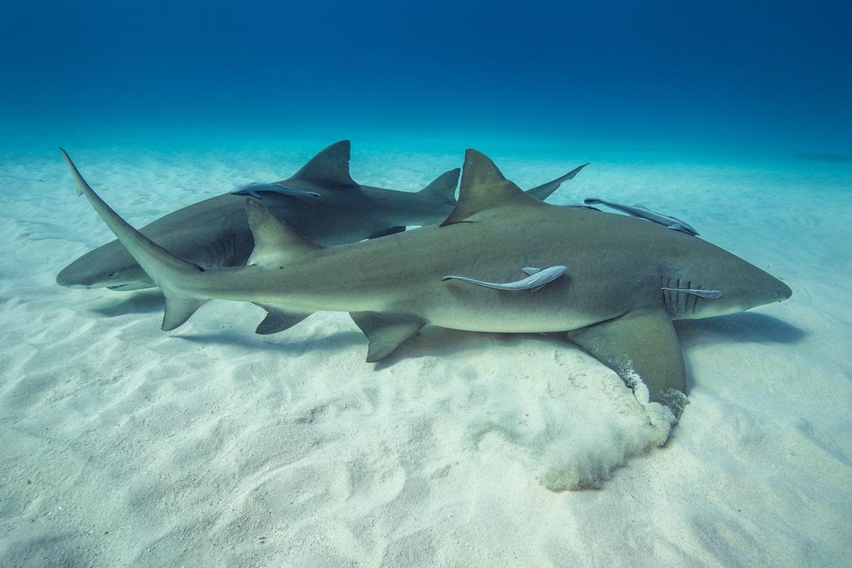Rechinii ar avea &bdquo;prieteni buni cu care &icirc;noată &icirc;mpreună&rdquo;. Comportamentul neobișnuit al prădătorilor de temut
