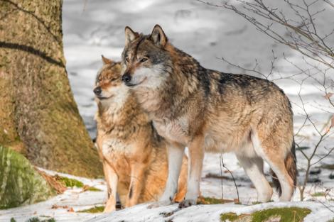Bărbatul care a fost crescut de lupi &icirc;ntr-o peșteră timp de 12 ani. Cum arată și ce a dezvăluit despre experiența lui