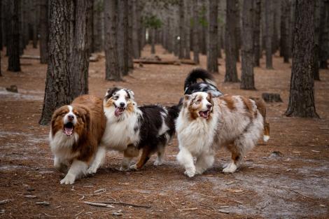 7 c&acirc;ini furați s-au unit și au evadat de la o fabrică de carne pentru a se &icirc;ntoarce acasă. Cum au știut drumul &icirc;napoi