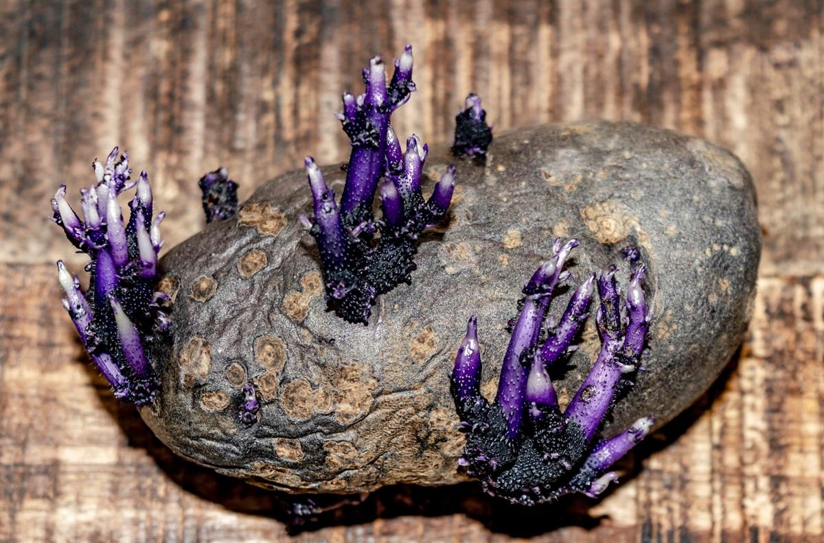 O excrescență &bdquo;extraterestră&rdquo; a apărut pe un cartof de la bordul Stației Spațiale Internaționale. Cum s-a format, de fapt