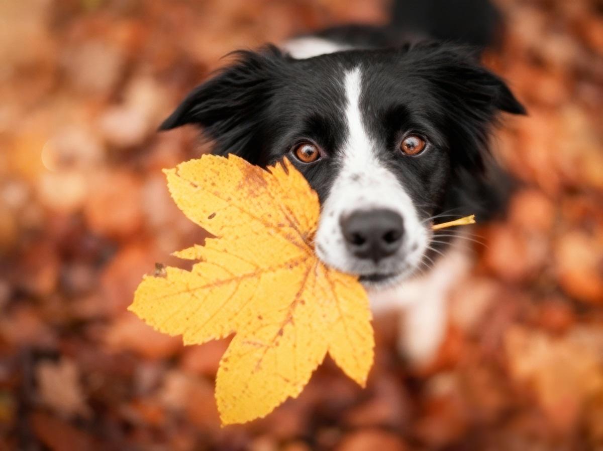 Cel mai vechi ADN de c&acirc;ine a fost descoperit. De c&acirc;t timp există &bdquo;cel mai bun prieten al omului&rdquo;