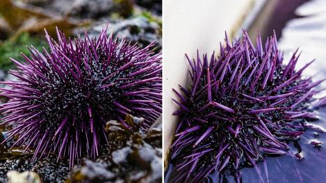 Creatura țepoasă descoperită &icirc;n mare. Ce e specia care i-a uimit pe cercetători