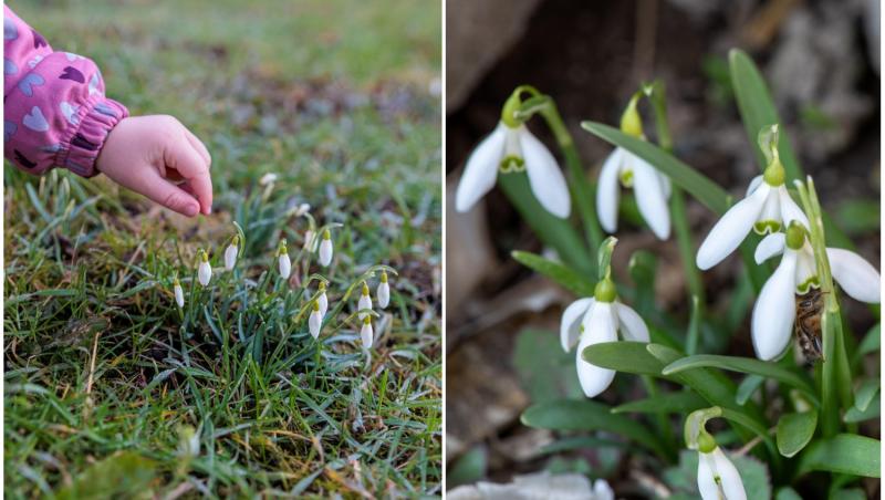 colaj foto cu mana unui copil culegand ghiocei si imagine cu ghiocei