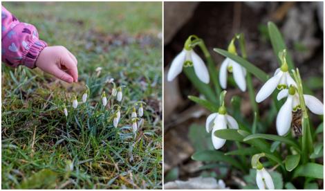 Un milion de rom&acirc;ni riscă amenzi de 50.000 de euro, dacă rup ghiocei! Unde se aplică sancțiunea și ce părți ale florii sunt toxice