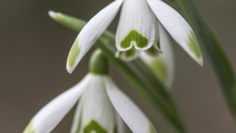 Un milion de români riscă amenzi de 50.000 de euro, dacă rup ghiocei! Unde se aplică sancțiunea și ce părți ale florii sunt toxice