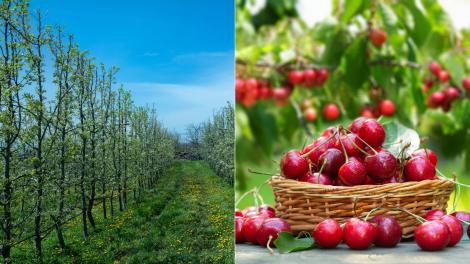 O fermă din Cluj a aprins 4.000 de lum&acirc;nări ca să salveze cireșii de la &icirc;ngheț: &bdquo;Am dat foc la 40.000 de euro&rdquo;