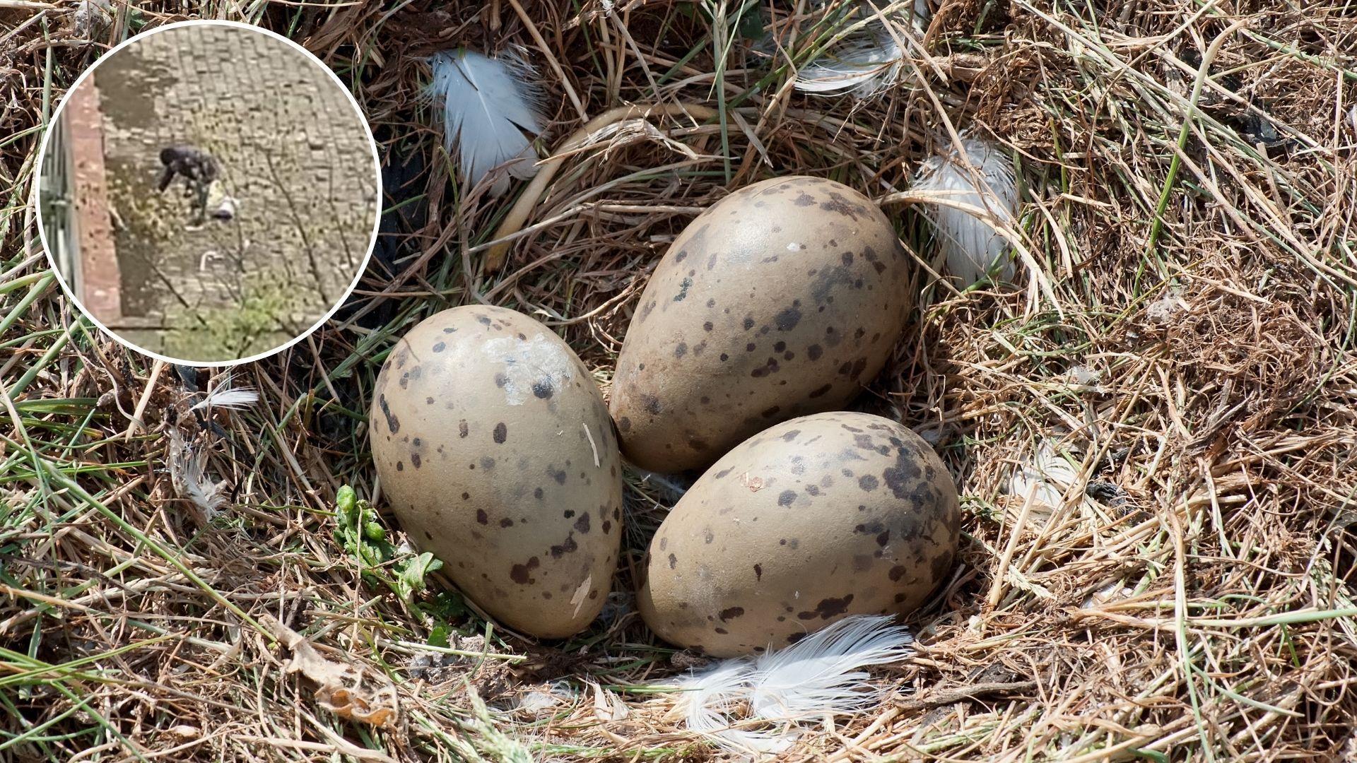 Un bucureștean care a distrus cuiburi de pescăruși aflate pe un bloc s-a ales cu dosar penal. Ce pedeapsă riscă să primească