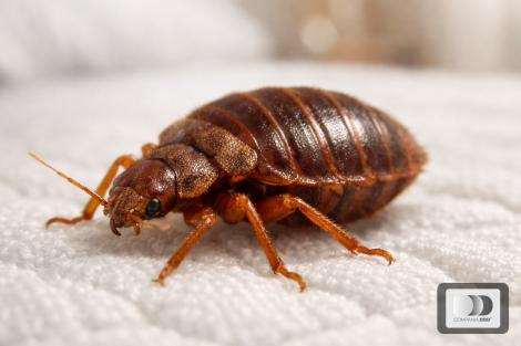 (P) Ploșnița de Pat: Ce Este, Cum o Recunoști și Cum Scapi de Ea Definitiv