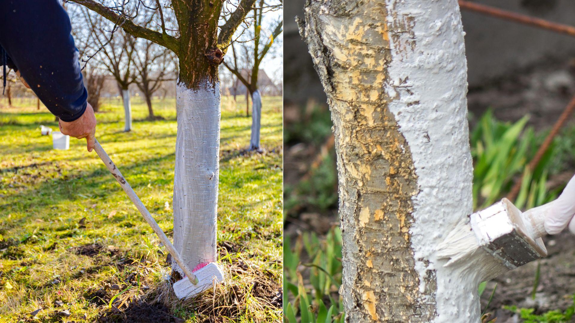 De ce se vopsesc copacii cu var primăvara. Adevărul despre un obicei surprinzător de recent