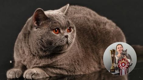 Kira Kiralina, pisica din Rom&acirc;nia care a cucerit Europa. Cum arată &bdquo;ursoaica din Bucovina&rdquo;