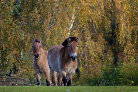 Supraviețuirea &bdquo;miraculoasă&rdquo; a unei specii pe cale de dispariție &icirc;n zona de excludere de la Cernob&icirc;l. Cum rezistă caii Przewalski