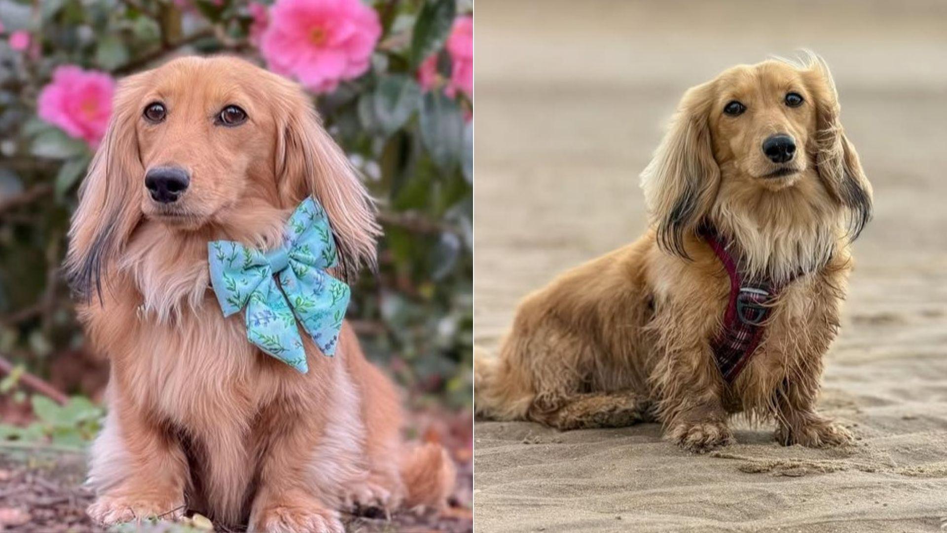 Wilson e c&acirc;inele care &icirc;și &icirc;ntreține &icirc;ntreaga familie. Ce sumă c&acirc;știgă lunar patrupedul, spre bucuria stăp&acirc;nilor săi