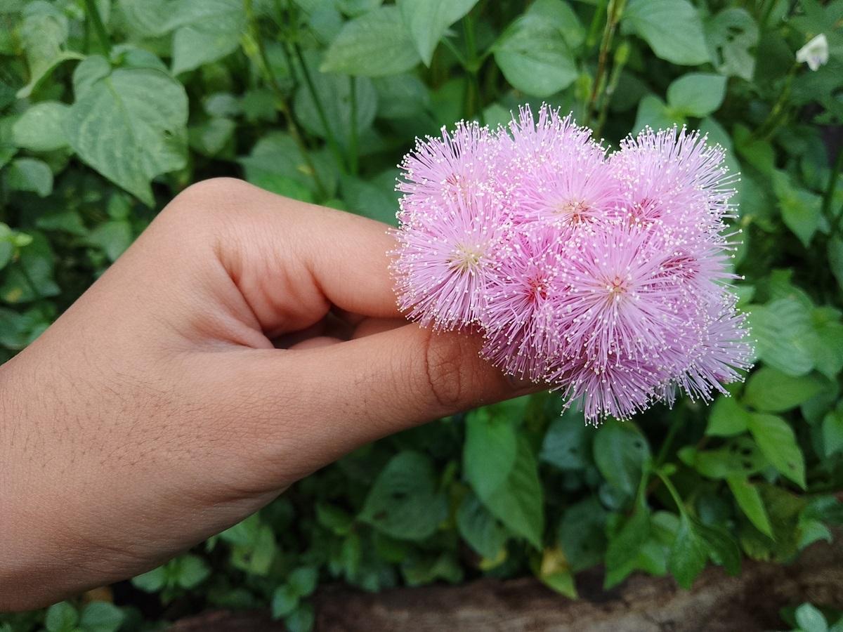 Planta care poate numără, deși nu are creier. Cum e posibil fenomenul care a uimit experții