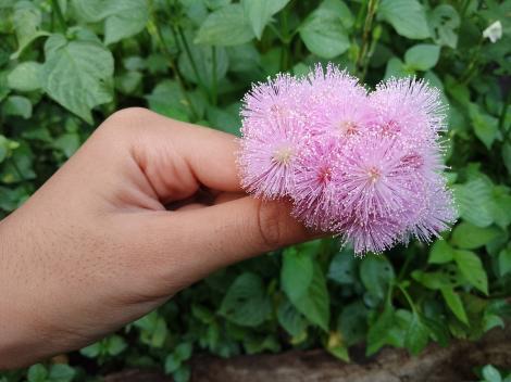 Planta care poate numără, deși nu are creier. Cum e posibil fenomenul care a uimit experții