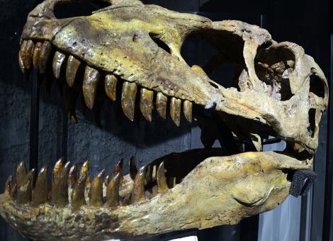Experții au descoperit dinozaurul &bdquo;T.rex de ocean&rdquo;. Ce dimensiune fantastică avea prădătorul care &bdquo;teroriza&rdquo; apele