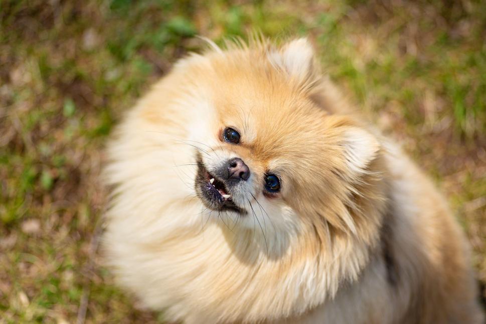 (P) Pomeranian: c&acirc;t costă și ce influențează prețul acestei rase populare