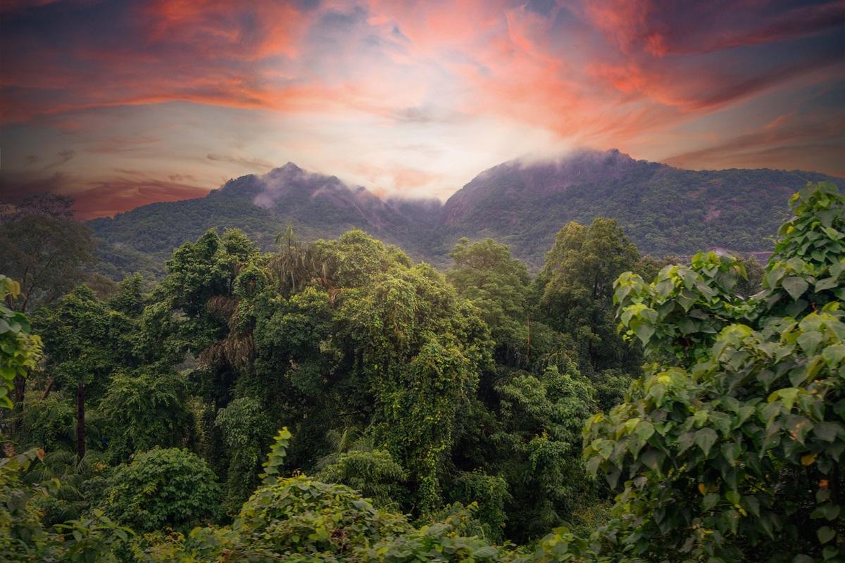 Complexul Forestier Nordic Myanmar