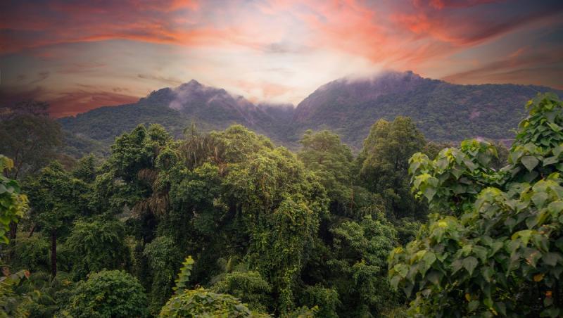 Complexul Forestier Nordic Myanmar
