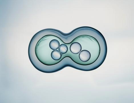 Experții au creat o celulă de la zero. Cum a fost posibilă premiera medicală mondială